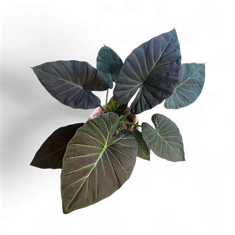 Alocasia Regal Shield | Soiled