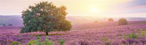 Download wallpaper sunrise, Netherlands, Posbank, section landscapes in ...
