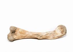 Image result for bone