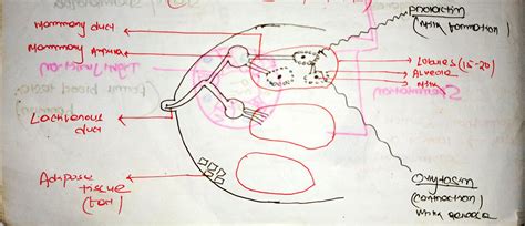 HUMAN REPRODUCTIVE SYSTEM
