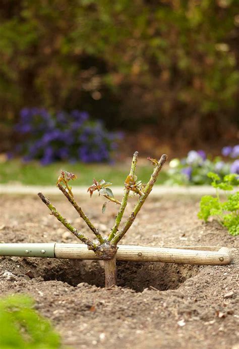 Tips for Pruning Roses | Better Homes & Gardens