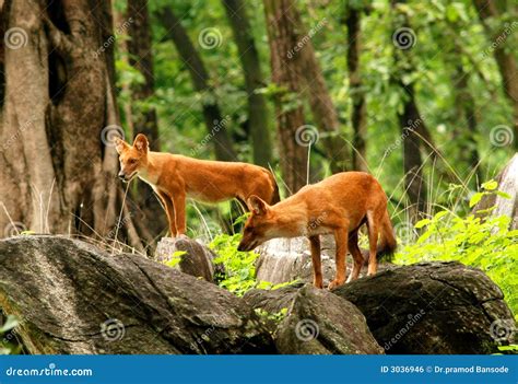 Indian wild dogs/Dhole stock photo. Image of dogs, pack - 3036946