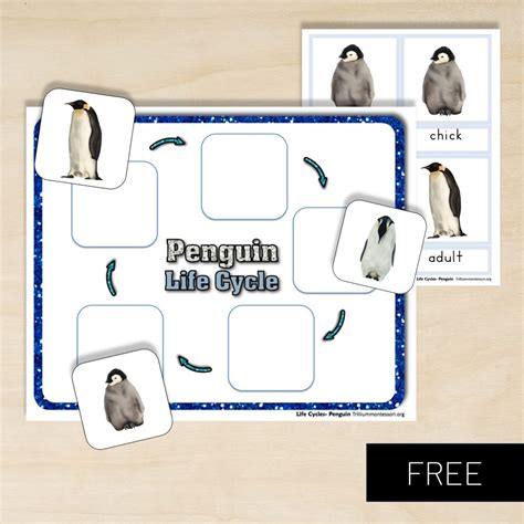 Life Cycle Of A Penguin Learn Penguin Life Cycle With Rounds Parker