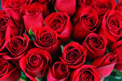 梦到红玫瑰是什么预兆 梦见红玫瑰花是什么意思 - 万年历