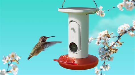 Bird Buddy Feeder Instructions at Benjamin Ferguson blog