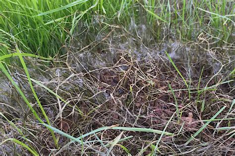 Identifying Pythium Blight 的图像结果