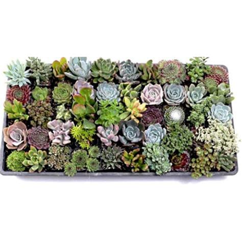 CAPPL Ultimate Succulent Sampler Tray 50 Varieties Assorted (Any 50 ...