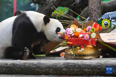 大熊猫“如意”和“丁丁”在莫斯科庆祝生日-新华网