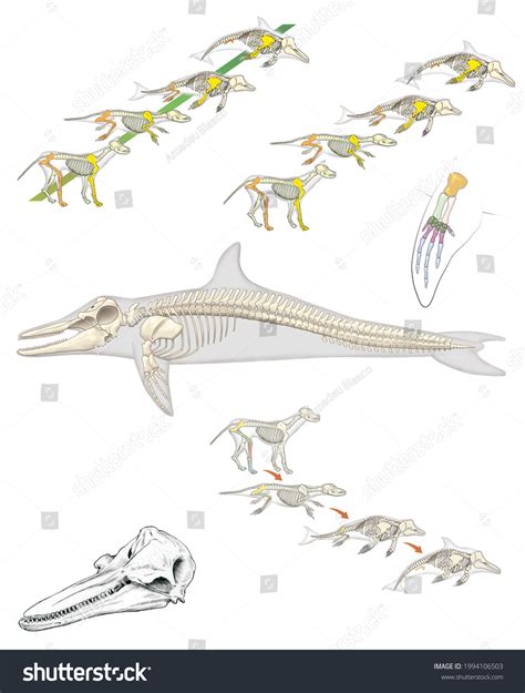 Image result for Dolphin Evolution