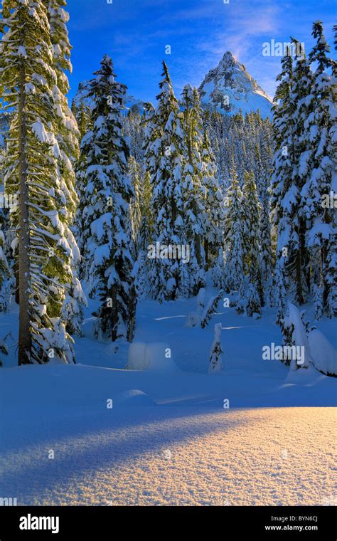 Image result for Text Align HTML Code