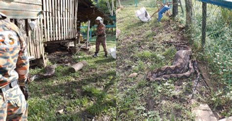 Image result for Feeding Python Live Goat