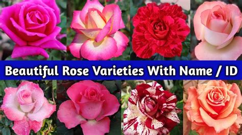 20 Very Beautiful Rose Varieties With Names or IDs / Rose Varieties ...