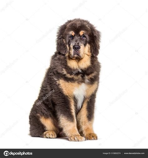 Sitting Brown Tibetan Mastiff Dog Isolated White — Stock Photo ...