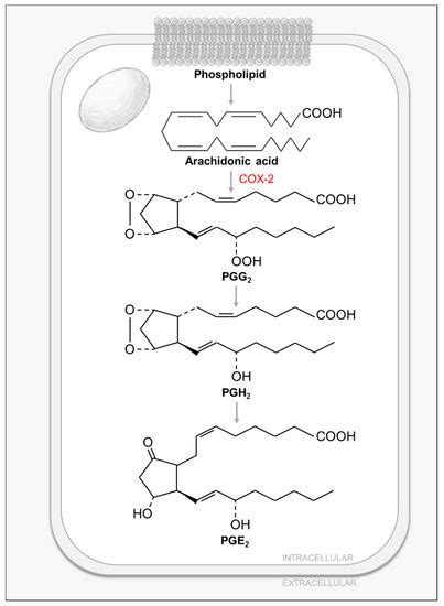 Meal for Two: Human Cytomegalovirus-Induced Activation of Cellular ...