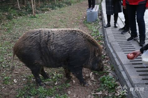眼看着从30斤长到200斤 八字山网红大野猪被市民宠得肥肥的！_我苏网