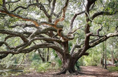 Planning Tools for New Orleans