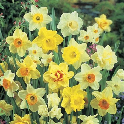 Daffodil (Random Color) - Bulbs