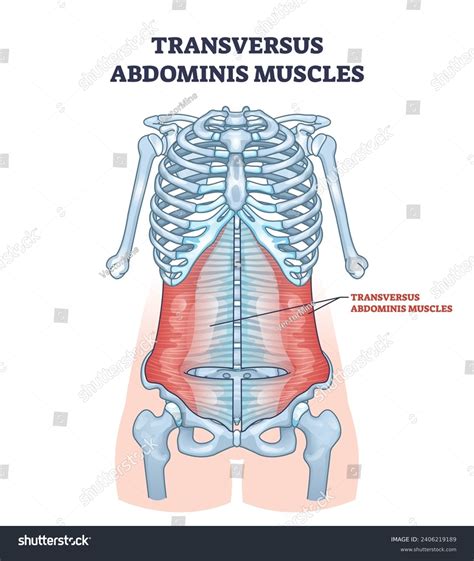 Transversus Abdominis Muscles Abdominal Muscular System Stock Vector (Royalty Free) 2406219189 ...