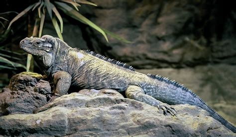 Rhino Iguana Care - Information, Enclosure, Diet & Health- Pets With Scales
