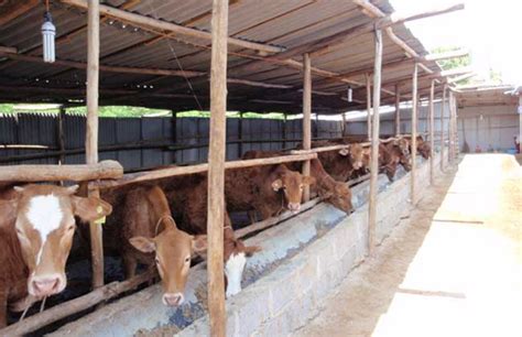 科学高效养牛：养牛场建设规划