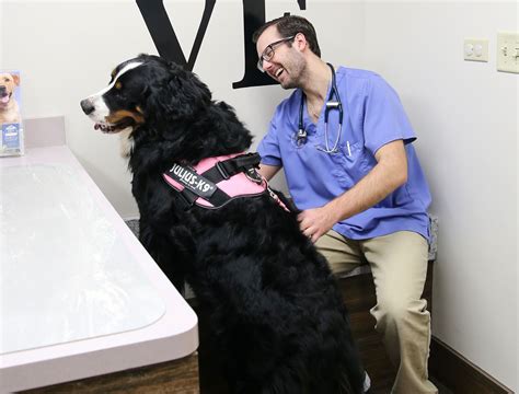 Common Pet Health Problems | Mokena Animal Clinic