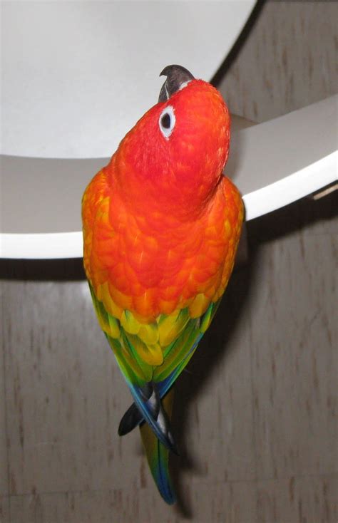 Image result for Red Factor Conure
