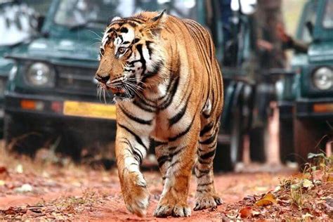 Visit The Bardia National Park For An Utmost Wild Experience
