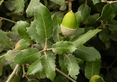 Encina (quercus ilex) - Selva Asturiana