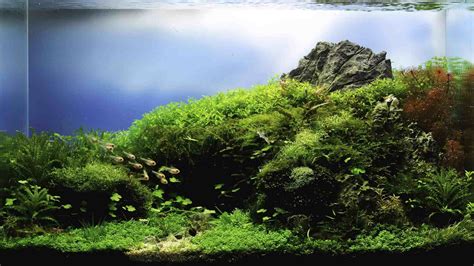Image result for Planting Java Moss