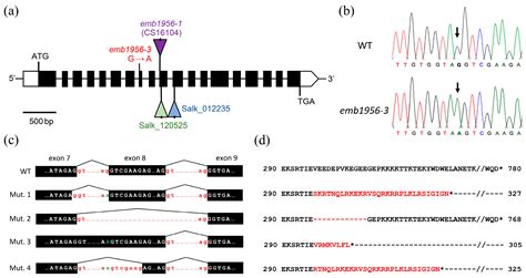Cloning of an Albino Mutation of Arabidopsis thaliana Using Mapping-by ...