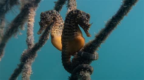 What Type Of Food Do Seahorses Eat at Ellie Lowin blog