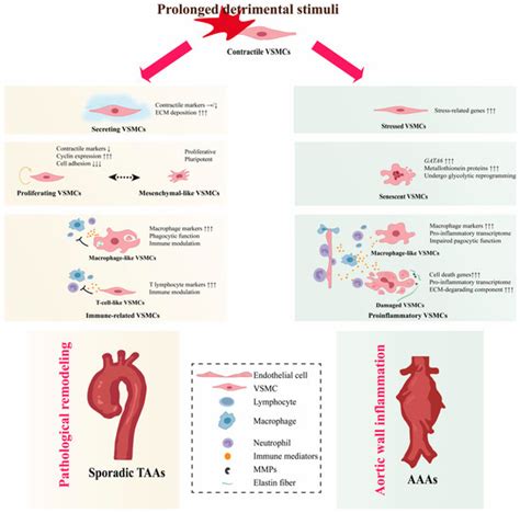 Smooth Muscle Heterogeneity and Plasticity in Health and Aortic ...