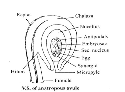 Explain the structure of megasporangium.