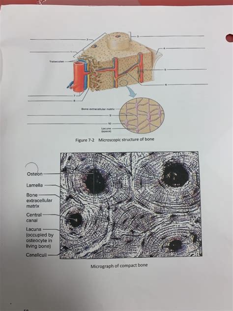 Microscopic Bone Matrix Figure 的图像结果