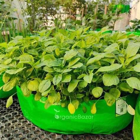 Buy Chaulai Green Amaranth Seeds Online