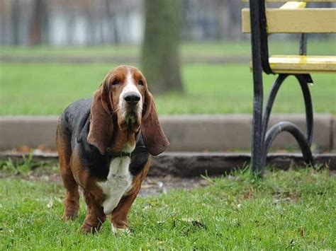 2nd Annual Melbourne Basset Meetup Madness, Wickham Park Mebourne FL ...