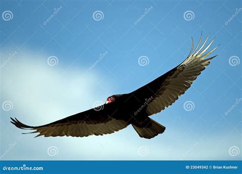 Turkey Vulture in Flight stock photo. Image of predator - 23049342