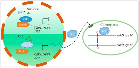 YUCCA2 (YUC2)-Mediated 3-Indoleacetic Acid (IAA) Biosynthesis Regulates ...
