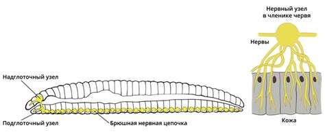 Общая характеристика — урок. Биология, 8 класс.