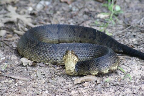 Discovering the Wild Snakes of Texas: A Detailed Exploration of Native ...