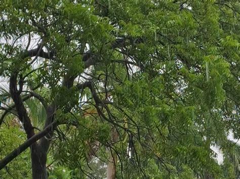 5 mm rain in Dharampur-Vapi, one gate of Madhuban Dam opened | વલસાડમાં ...