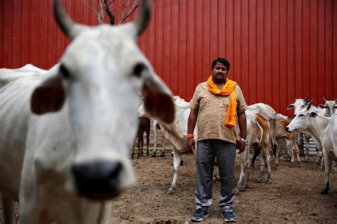 UP Cabinet Passes Ordinance: 10 Years' Rigorous Punishment for Cow ...