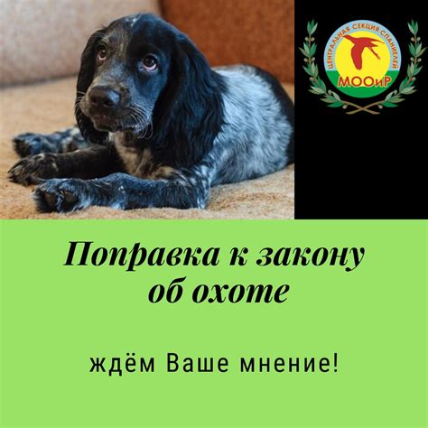 Проект приказа Минприроды России «Об утверждении Правил охоты ...
