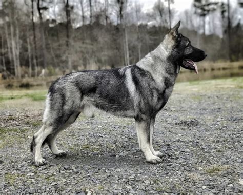 Eastern European Shepherd Vs German Shepherd: How To Choose Your Next ...