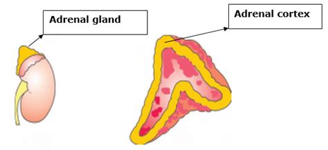 Copy the diagram and label the parts with the help of the clues given ...