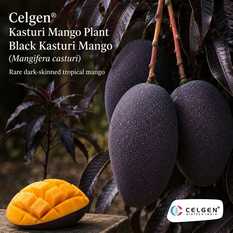 Celgen® Kasturi Mango Plant | Black Kasturi Mangifera casturi
