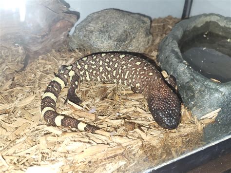 Mad Max-Inspired Name Ideas : r/MadMax