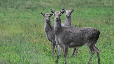 Image result for Deer Exploding