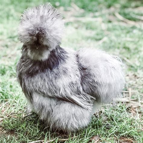 Blue Silkie Bantam Chickens
