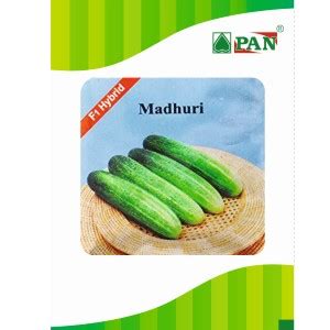 Madhuri Cucumber Seeds - Pan | F1 Hybrid | Buy Online at Best Price ...